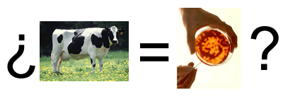 vaca-igual-laboratorio.gif